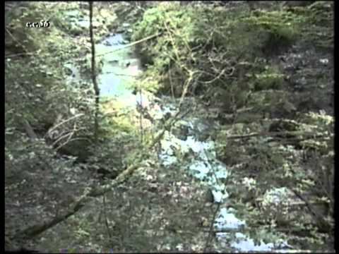 Relax in Galbena gorge( Cheile Galbenei), Bihor, Romania