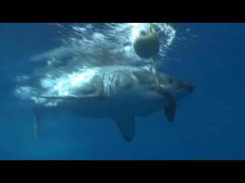 The Great White Shark of Guadalupe / Mexico