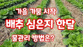 배추 심은지 한달 물관리 매우 중요합니다 [배추재배방법]