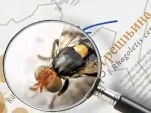 Zelena prognoza, 29.5.2015. - O stanju u usevima krompira