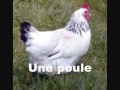 Animaux FLE