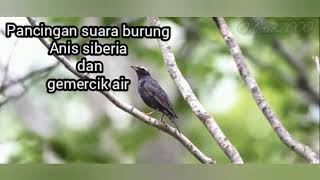 Download lagu suara anis siberia mp3