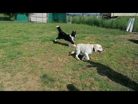 Labrador Aron + Border Pongo