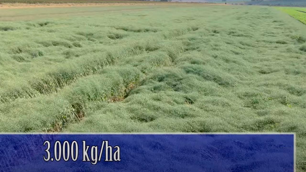 Canola no Cerrado: Produção sustentável no cultivo e processamento