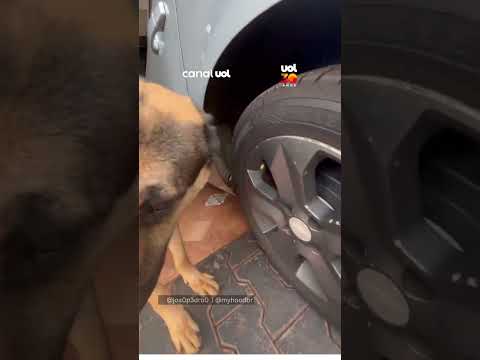 Ajudante do dia! Cachorro tenta ajudar tutor a calibrar pneu antes de viagem