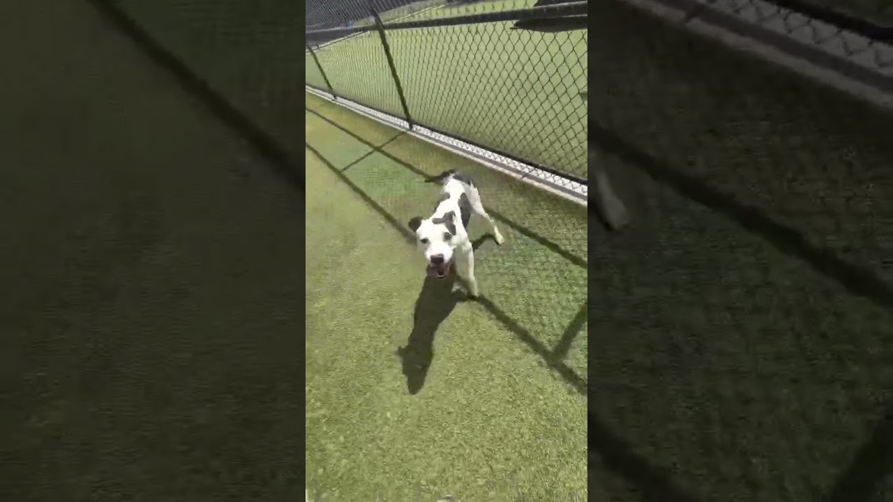 Enlarge Roxy, a Adoptable Pit Bull Terrier in Greensboro, NC video 6/6