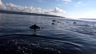 preview picture of video 'Bow Riding Dolphins - Powell River'