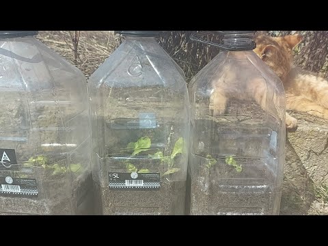 , title : 'Cultivarea legumelor in mini-sere din sticle de plastic'