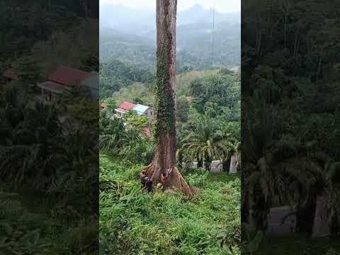 Proses Penebangan Pohon Rawan Tumbang di Liku Sembilan 