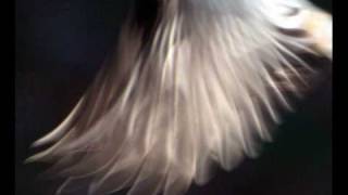 Pride is weighing me down, it's choking my heart...