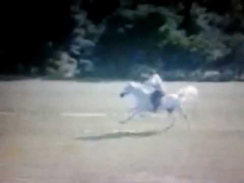 HORSE RUNNING 147  KM/h