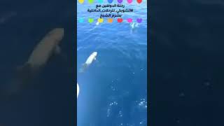 preview picture of video 'رحلات المنصورة الي شرم والغردقةودهب مع الشوبكي للرحلات الداخلية(25)'