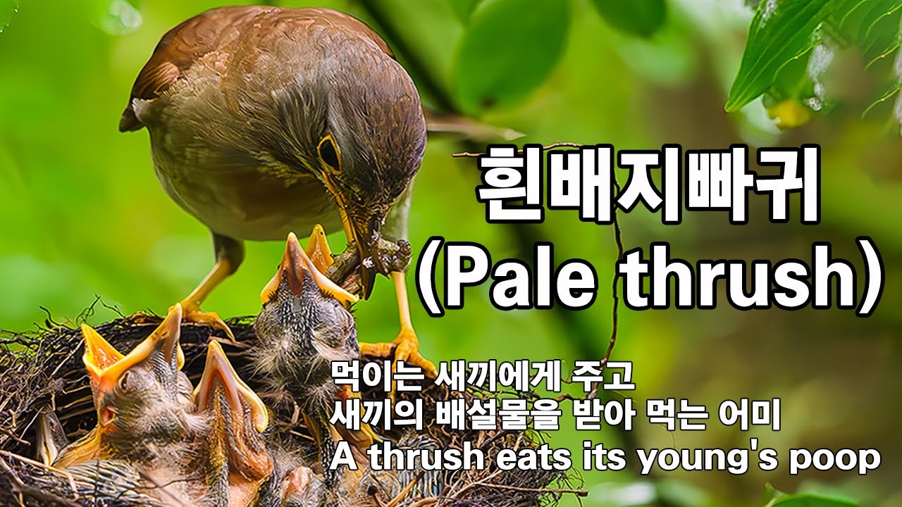 흰배지빠귀_ 빗 속의 육추 유튜브 썸네일