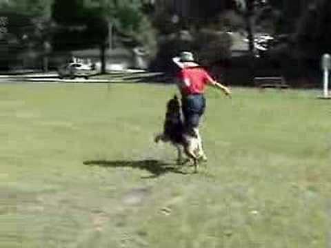 Parek - Schutzhund/AKC obedience fun