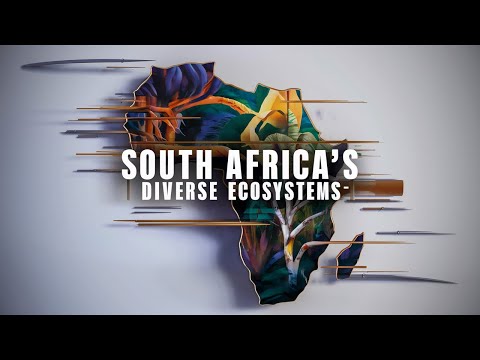 South Africa’s Unique Ecosystems From Deserts to Wetlands