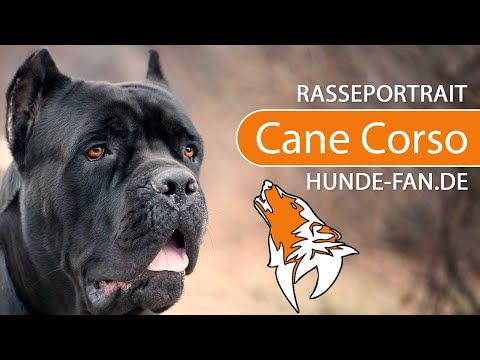 ► Cane Corso [2020] History, Appearance, Temperament, Training, Exercise, Care & Health