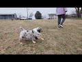 Aussiedoodle dogs for sale: Shadow Standard - Video 1