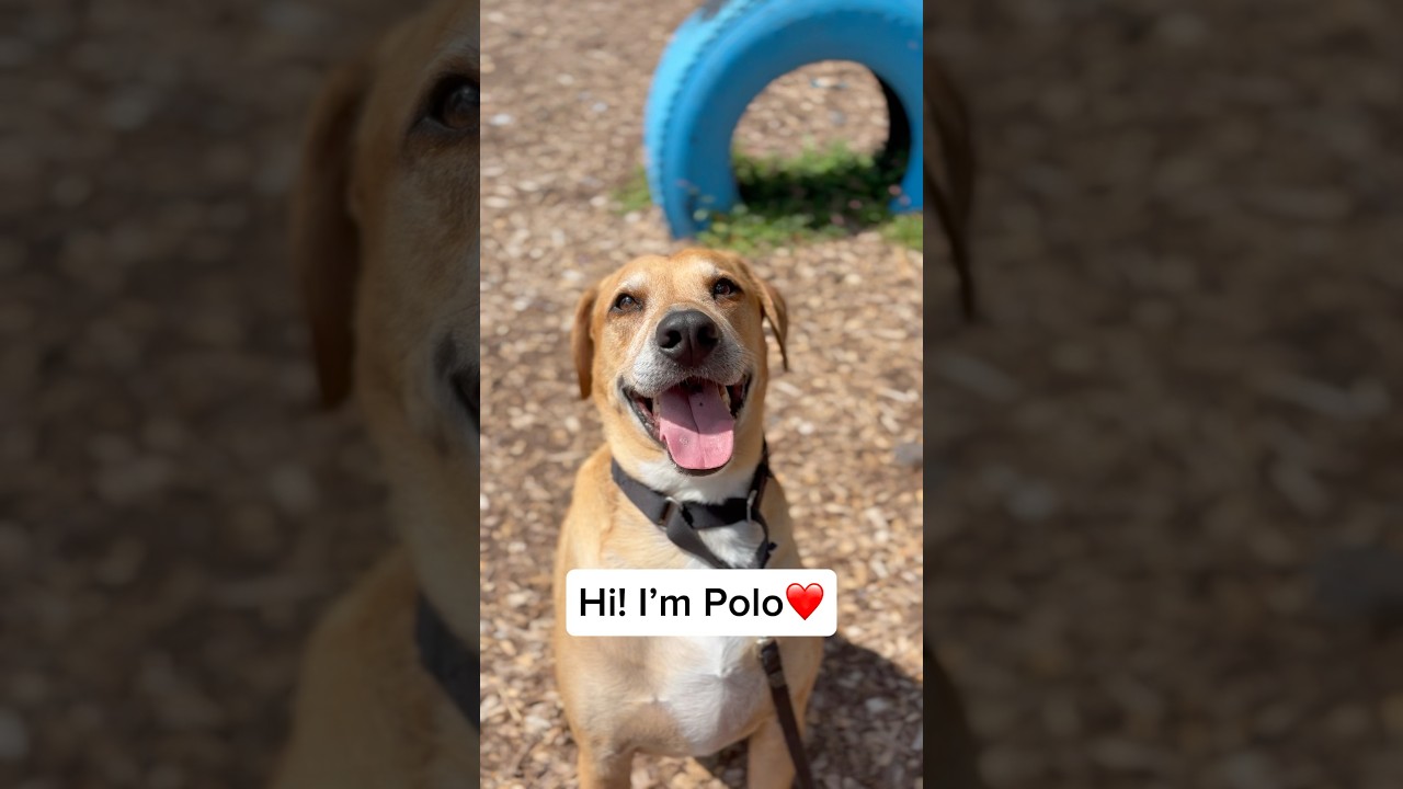 Enlarge Polo, a Adoptable mixed breed in Briarcliff Manor, NY video 6/6
