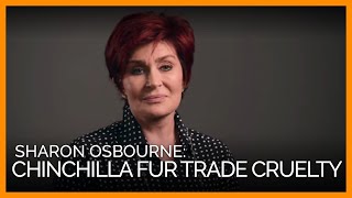 Sharon Osbourne Exposes Cruel Chinchilla Fur Trade