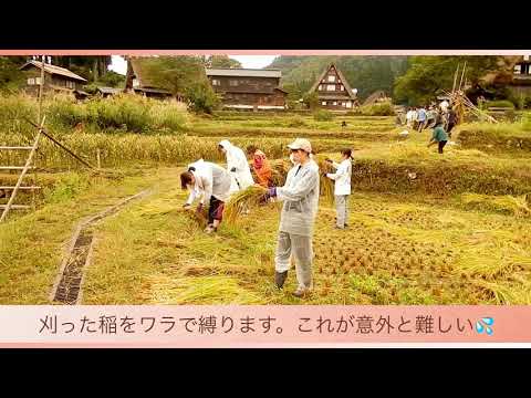 みんなで農作業稲刈り in 五箇山 稲刈り