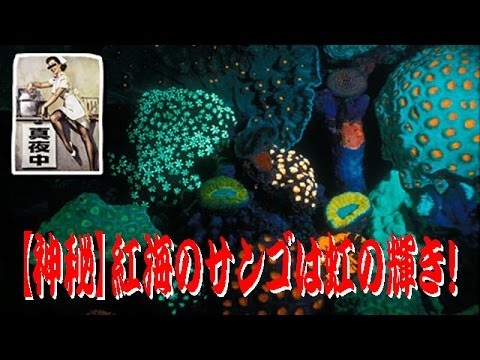 色鮮やかなサンゴを発見