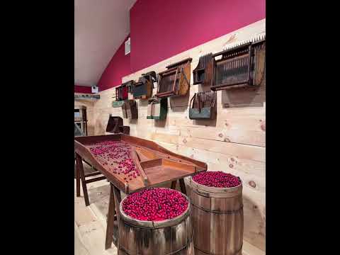 Summer 7/2025 CapeCodHydrangeafestival