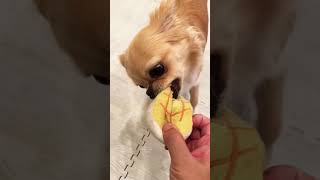 【チワワ】離せコラァ！愛犬視点の東京リベンジャーズ #Shorts
