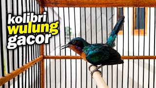 Download lagu Kowul alias KOLIBRI WULUNG gacor nembak-nembak #kowul #kowulgacor #kolibriwulung #kolibriwulunggacor mp3