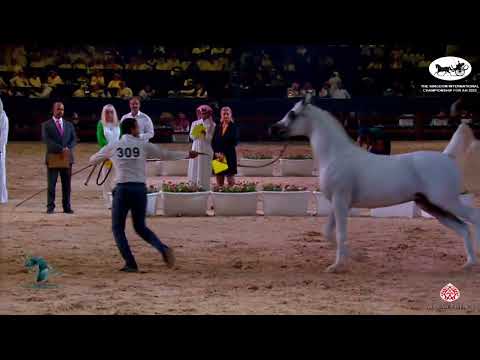 N 309 AJ SABRAN   The Kingdom International Championship For AH 2022   Colts 3 Years Old Class 9C