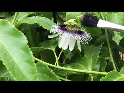 How To Hand Pollinate Passion Fruit Flowers!