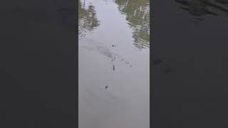 Download lagu Mantaaaaf Tarikanya Plung Nyuut#fishing #mancingkakap #shorts mp3