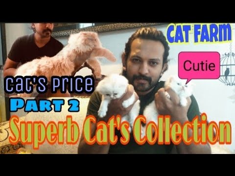 Amir bhai Superb Persian cat's collection | Part2 | Cat Farm, Kittens at Nagpur | पर्शियन कैट