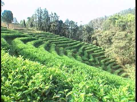 台灣茶葉簡介 國語