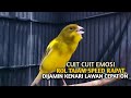 Kenari Gacor Panjang Cuit Cuit EMOSI Pancingan Kenari Paud Belajar Bunyi Terapi AMPUH Kenari MACET