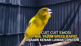 Download lagu kenari gacor panjang Cuit Cuit EMOSI, Pancingan Kenari Paud Belajar Bunyi, terapi AMPUH Kenari MACET mp3