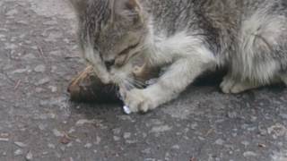 Kitten chewing on fish head