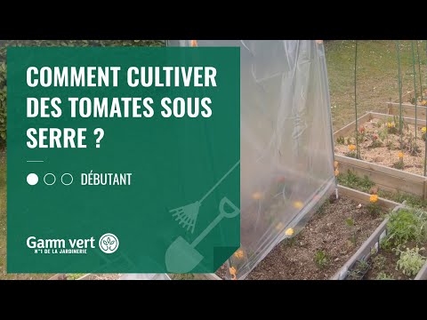 , title : '[TUTO] Comment cultiver les tomates sous serre  ? - Jardinerie Gamm vert'