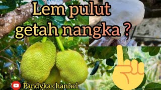 Download lagu cara membuat lem pulut dari getah buah nangka? mp3 Download lagu cara membuat lem pulut dari getah buah nangka? mp3