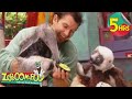 5 Hours Of Zoboomafoo Ants And Eaters Movies For Kids