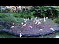 WDW Animal Kingdom Flamingos November 15 2020