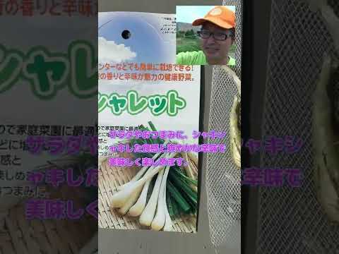 エシャロットを植える：どうやって植えるの？どの品種を選ぶべきですか？  庭園