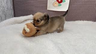 ハーフ犬の動画01