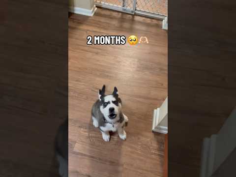 Siberian Husky Puppy Growing Up Transformation! #puppy #huskypuppy