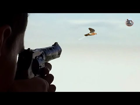 , title : 'Entrainement de Chasse au pigeon (DOVE) Simulateur de chasse 3D'