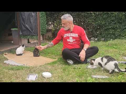 Homemade food for street cats @FeedingStreetCats