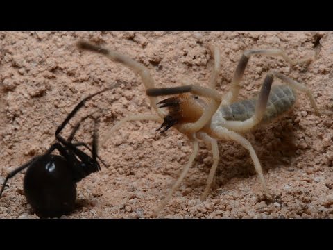 Black Widow Encounters Camel Spider (minor altercation) (Warning: May be disturbing to some viewers)