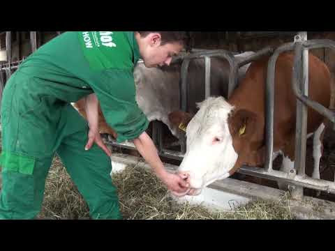 Umgang mit Rindern 1