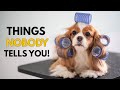 5 Things NOBODY Tells You About Owning A Cavalier King Charles Spaniel