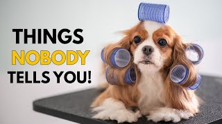 5 Things NOBODY Tells You About Owning a Cavalier King Charles Spaniel