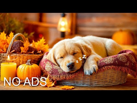 24 Hours of Deep Sleep Dog Calming Music 🍂🐶 Anti-Separation Anxiety Relief #dogmusic #healingmusic